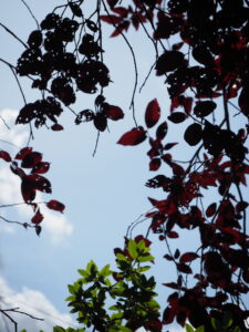 Pretend You’re Good at It – Emerge as a Leader